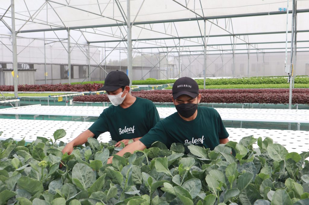 Startup Agritech Beleaf Dikabarkan Terima Pendanaan Tambahan dari Norinchukin